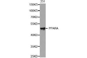 Western blot analysis of extracts of 231 cell line, using PPARA antibody.