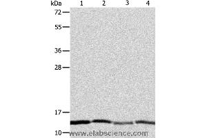 Western blot analysis of Hela, Jurkat, MCF7 and A431 cell, using ATPIF1 Polyclonal Antibody at dilution of 1:1350 (ATPase Inhibitory Factor 1 anticorps)