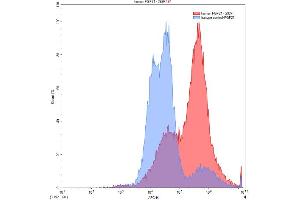 Detection of FGF21 in 293F line transfected with target gene using Anti-Fibroblast Growth Factor 21 (FGF21) Polyclonal Antibody