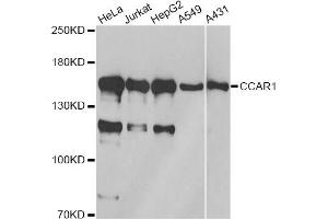 Western blot analysis of extracts of various cell lines, using CCAR1 antibody. (CCAR1 anticorps)