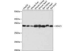 Western blot analysis of extracts of various cell lines, using VD antibody (ABIN7271335) at 1:1000 dilution. (VDAC1 anticorps)