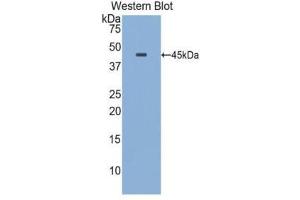 Western Blotting (WB) image for anti-Apolipoprotein E (APOE) (AA 19-168) antibody (ABIN1077826) (APOE anticorps  (AA 19-168))