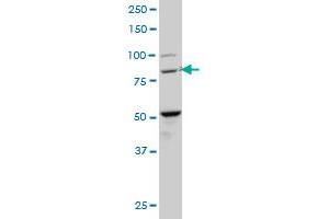 BACH1 monoclonal antibody (M02), clone 1B8 Western Blot analysis of BACH1 expression in NIH/3T3 . (BACH1 anticorps  (AA 396-492))