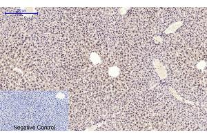 Immunohistochemical analysis of paraffin-embedded mouse liver tissue. (NF-kB p65 anticorps  (pSer536))