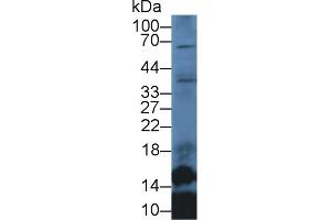 Detection of SLC in Mouse Lung lysate using Polyclonal Antibody to Secondary Lymphoid Tissue Chemokine (SLC) (CCL21 anticorps  (AA 5-130))