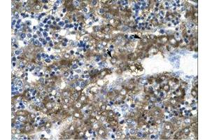 Image no. 1 for anti-GATA Binding Protein 2 (GATA2) (AA 58-107) antibody (ABIN202628)