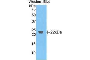 Western Blotting (WB) image for anti-C-Type Lectin Domain Family 3, Member B (CLEC3B) (AA 22-202) antibody (ABIN1858421) (CLEC3B anticorps  (AA 22-202))