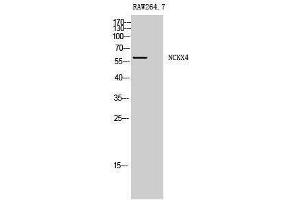 Western Blotting (WB) image for anti-Solute Carrier Family 24 (Sodium/potassium/calcium Exchanger), Member 4 (Slc24a4) (Internal Region) antibody (ABIN3185780) (SLC24A4 anticorps  (Internal Region))