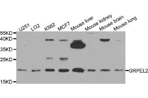 Western blot analysis of extracts of various cell lines, using GRPEL2 antibody. (GRPEL2 anticorps)