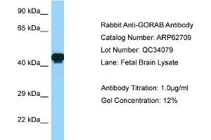 Western Blotting (WB) image for anti-Golgin, RAB6-Interacting (GORAB) (C-Term) antibody (ABIN2789219)