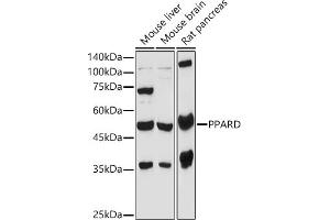 Western blot analysis of extracts of various cell lines, using PPARD antibody (ABIN6132423, ABIN6146002, ABIN6146003 and ABIN6221300) at 1:1000 dilution. (PPARD anticorps  (AA 102-361))