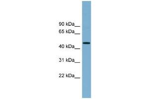 WB Suggested Anti-RNF44 Antibody Titration:  0. (RNF44 anticorps  (N-Term))