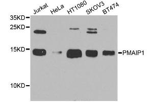 Western blot analysis of extracts of various cell lines, using PMAIP1 antibody. (NOXA anticorps)