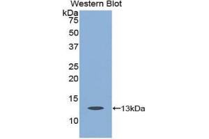 Detection of Recombinant CASP6, Cattle using Polyclonal Antibody to Caspase 6 (CASP6) (Caspase 6 anticorps  (AA 194-293))