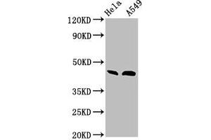 Western Blot Positive WB detected in: Hela whole cell lysate, A549 whole cell lysate All lanes: BMP2 antibody at 3 μg/mL Secondary Goat polyclonal to rabbit IgG at 1/50000 dilution Predicted band size: 45 kDa Observed band size: 45 kDa (BMP2 anticorps  (AA 283-396))
