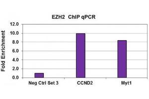 EZH2 antibody (pAb) tested by ChIP. (EZH2 anticorps  (AA 1-370))