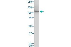 MCM3 monoclonal antibody (M01), clone 4F7.