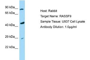 Host: Rabbit Target Name: RASSF9 Sample Tissue: Human U937 Whole Cell Antibody Dilution: 1ug/ml (RASSF9 anticorps  (C-Term))