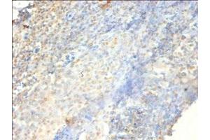 Immunohistochemistry of paraffin-embedded human tonsil tissue using ABIN7164919 at dilution of 1:100 (PSME3 anticorps  (AA 2-252))