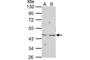 WB Image Sample (30 ug of whole cell lysate) A: NIH-3T3 B: JC 10% SDS PAGE antibody diluted at 1:500 (NR2F6 anticorps  (C-Term))
