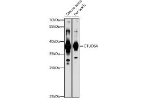 Western blot analysis of extracts of various cell lines, using OTUD6A antibody (ABIN7269122) at 1:1000 dilution. (OTUD6A anticorps)