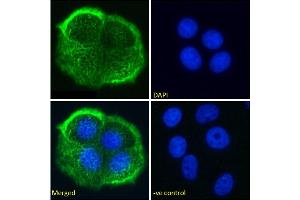 Immunofluorescence staining of fixed MCF-7 cells with anti-MUC1 antibody HMFG2.