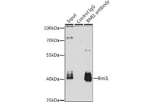 Immunoprecipitation analysis of 200 μg extracts of K-562 cells, using 3 μg Bmi1 antibody (ABIN3020690, ABIN3020691, ABIN3020692 and ABIN6213671). (BMI1 anticorps  (AA 120-326))
