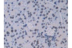 IHC-P analysis of Mouse Pancreas Tissue, with DAB staining. (CTSC anticorps  (AA 231-462))