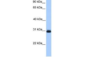 WB Suggested Anti-HAGH Antibody Titration: 0. (HAGH anticorps  (C-Term))
