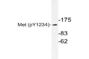 Western blot (WB) analyzes of p-Met antibody in extracts from HepG2 cells. (c-MET anticorps  (pTyr1234))