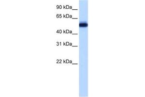 Western Blotting (WB) image for anti-Zinc finger protein 82 homolog (ZFP82) antibody (ABIN2461971) (Zinc finger protein 82 homolog (ZFP82) anticorps)