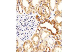 Immunohistochemical analysis of paraffin-embedded H.