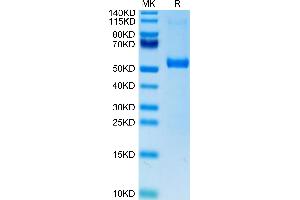 Biotinylated Human DLL3 on Tris-Bis PAGE under reduced condition.