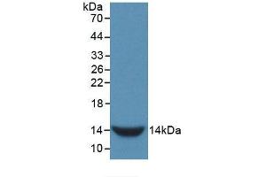 Western blot analysis of recombinant Rat GnRH. (GNRH1 anticorps  (AA 25-92))