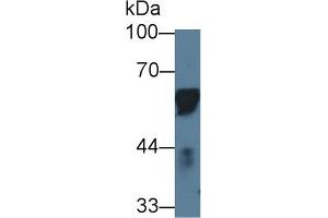 Western Blot; Sample: Porcine Lymph node; Primary Ab: 1µg/ml Rabbit Anti-Porcine CD14 Antibody Second Ab: 0. (CD14 anticorps  (AA 21-373))