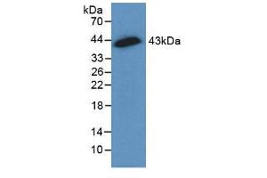 Figure. (Connexin 43/GJA1 anticorps  (AA 180-382))