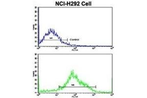 Flow cytometric analysis of NCI- cells using MyoGEF Antibody (N-term)(bottom histogram) compared to a negative control cell (top histogram).
