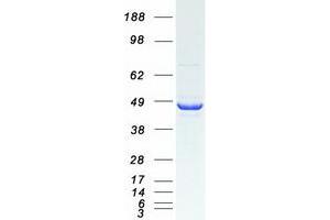 Validation with Western Blot