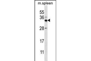 FOXI2 Antibody (Center) (ABIN656273 and ABIN2845584) western blot analysis in mouse spleen tissue lysates (35 μg/lane). (FOXI2 anticorps  (AA 116-143))