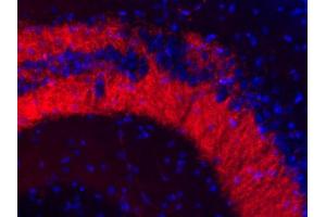 Indirect immunohistochemistry of a mouse hippocampus section (dilution 1 : 100; red). (Slc30a3 anticorps  (AA 2-75))