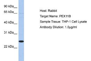 Host:  Rabbit  Target Name:  PEX11B  Sample Type:  THP-1 Whole Cell lysates  Antibody Dilution:  1. (PEX11B anticorps  (N-Term))
