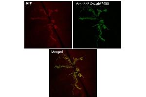 anti-Red Fluorescent Protein (RFP) antibody (DyLight 488)