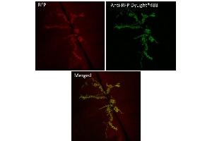 Immunofluorescence (IF) image for anti-Red Fluorescent Protein (RFP) antibody (DyLight 488) (ABIN7273108)