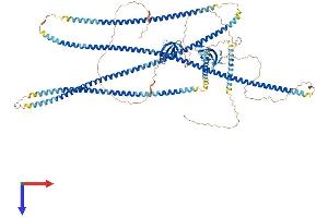AlphaFold protein structure predicition of Human Recombinant CLIP2 Protein, UniprotID Q9UDT6