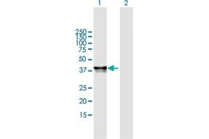 Western Blot analysis of PHF20L1 expression in transfected 293T cell line by PHF20L1 MaxPab polyclonal antibody.