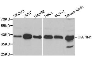 Western blot analysis of extracts of various cell lines, using CIAPIN1 antibody.