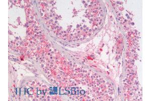 ABIN6391386 (5µg/ml) staining of paraffin embedded Human Testis.