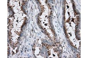 Immunohistochemical staining of paraffin-embedded pancreas tissue using anti-RC200180 mouse monoclonal antibody. (KCTD5 anticorps)