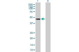 Western Blot analysis of SMYD2 expression in transfected 293T cell line by SMYD2 MaxPab polyclonal antibody. (SMYD2A anticorps  (AA 1-433))