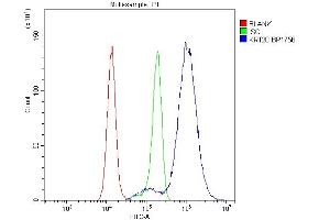 Flow Cytometry analysis of Hela cells using anti-Krt20 antibody (ABIN7601133). (KRT20 anticorps  (AA 29-431))